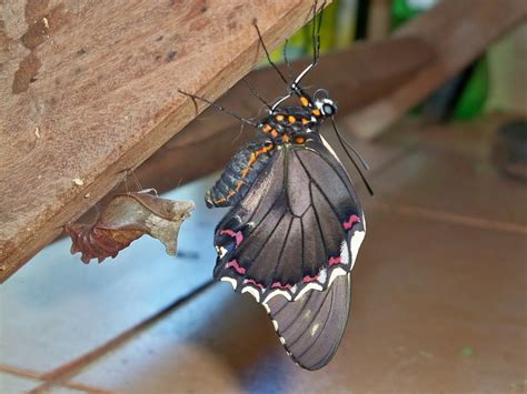 Borboleta paraguaia